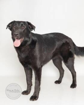 Zoey -  Labrador Retriever and Black Labrador Retriever Dog for Adoption in Tuscaloosa, Alabama - Zoey | PetCurious