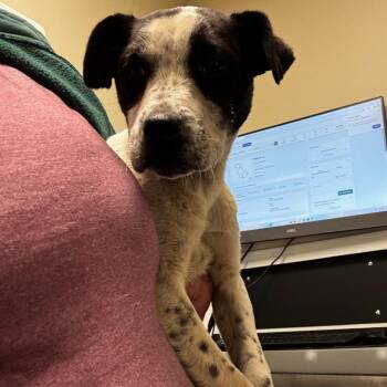 Australian Cattle Dog Blue Heeler Dogs Available for Adoption - Maeve | PetCurious