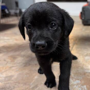 Walnut -  Mixed Breed Dog for Adoption in Fredericksburg, Virginia - Walnut | PetCurious