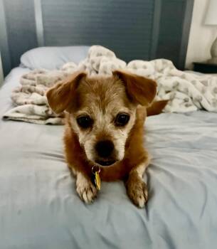 Winnie -  Chiweenie Dog for Adoption in Indianapolis, Indiana - Winnie | PetCurious