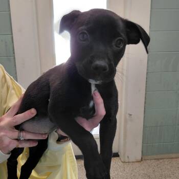 Black Labrador Retriever Dogs Available for Adoption in Loxahatchee Groves, Florida - INDY 4895 | PetCurious
