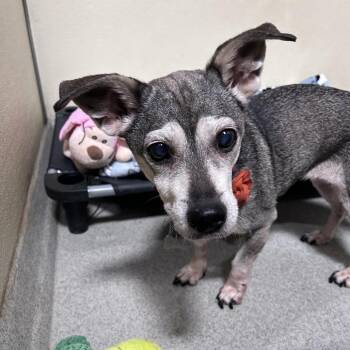 Terrier Dogs Available for Adoption in Chino Hills, California - Nixy (C000-136) - Chino Hills Location | PetCurious