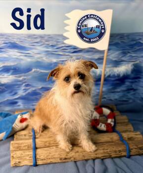 Sid -  Brussels Griffon and Norfolk Terrier Dog for Adoption in Arcadia, Florida - Sid | PetCurious
