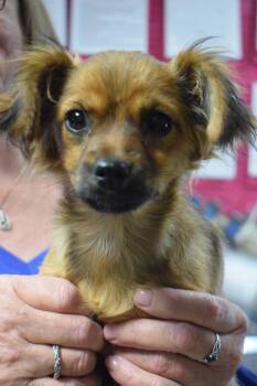 Chihuahua and Mixed Breed Dogs Available for Adoption - Baby Girl | PetCurious