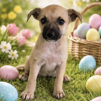 Labrador Retriever Dogs Available for Adoption - Karin | PetCurious