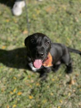 Rescue Border Collie and Bulldog Dogs for Adoption in Upper Sandusky, Ohio - Mojo | PetCurious