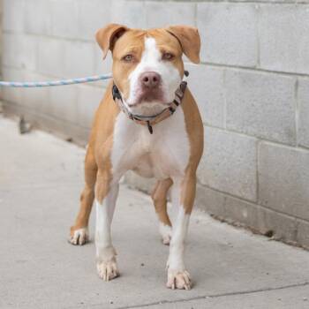 Xena -  Pit Bull Terrier Dog for Adoption in Newark, New Jersey - Xena | PetCurious