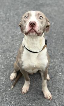 Rescue Terrier and Mixed Breed Dogs for Adoption in Cumberland, Maryland - Dobby | PetCurious