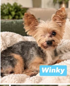 Winky -  Yorkshire Terrier Dog for Adoption in Semmes, Alabama - Winky | PetCurious