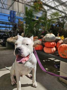 Rescue Dogo Argentino Dogs for Adoption in Zuni, Virginia - Tristan | PetCurious
