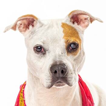 Apple -  Pit Bull Terrier and Mixed Breed Dog for Adoption in Reno, Nevada - Apple | PetCurious