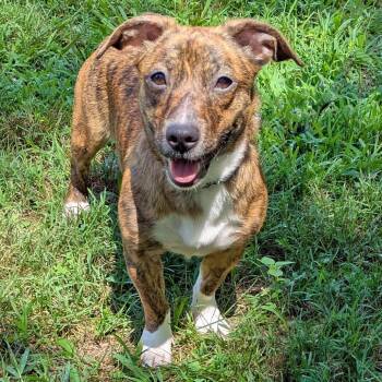 Spice -  Dachshund and Hound Dog for Adoption in Charlottesville, Virginia - Spice | PetCurious
