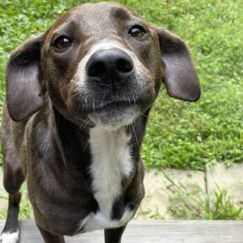 Molly -  Mixed Breed Dog for Adoption in Asheville, North Carolina - Molly | PetCurious
