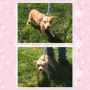 Chihuahua Dogs Available for Adoption in Buckhannon, West Virginia - GRETCHEN  | PetCurious