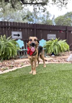 Chiquitin -  German Shepherd Dog Dog for Adoption in Mico, Texas - Chiquitin | PetCurious