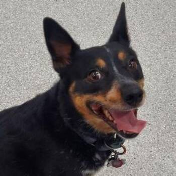 Australian Cattle Dog Blue Heeler Dogs Available for Adoption in Lake Havasu City, Arizona - Sugar | PetCurious