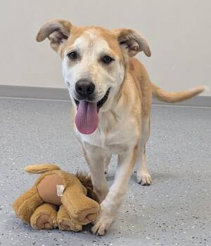Mixed Breed Dogs Available for Adoption in Yankton, South Dakota - Whisper | PetCurious