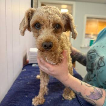 Tsuki -  Miniature Poodle and Mixed Breed Dog for Adoption in Madison, Wisconsin - Tsuki | PetCurious