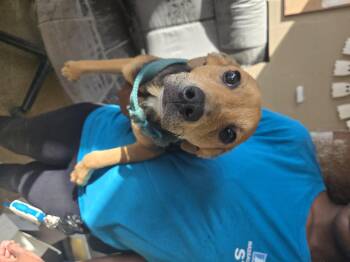 Rescue Mixed Breed Dogs for Adoption in Fernandina Beach, Florida - TOPAZ | PetCurious