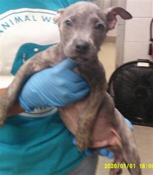 A479657 -  Pit Bull Terrier Dog for Adoption in Oklahoma City, Oklahoma - A479657 | PetCurious