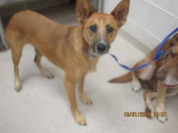 Punkin(27) -  Foxhound Dog for Adoption in Marietta, Georgia - Punkin(27) | PetCurious