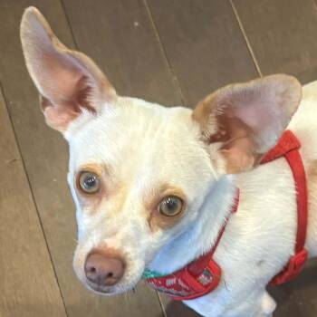 Arlo -  Chihuahua Dog for Adoption in Calgary, Alberta - Arlo | PetCurious