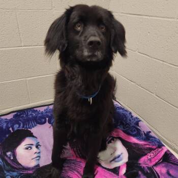 Abraham 22542 -  Flat Coated Retriever and Mixed Breed Dog for Adoption in Cumming, Georgia - Abraham 22542 | PetCurious