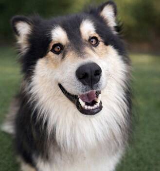 Border Collie and Terrier Dogs Available for Adoption - Borksy | PetCurious