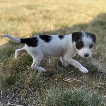 Otis -  Terrier and Mixed Breed Dog for Adoption in Newberg, Oregon - Otis | PetCurious