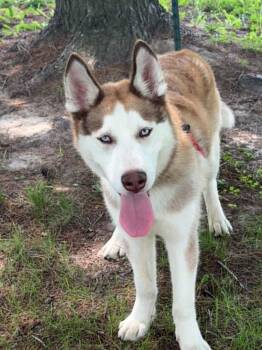 Blue -  Husky Dog for Adoption in Springfield, Illinois - Blue | PetCurious