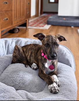 Autumn -  Shepherd Dog for Adoption in Cedarburg, Wisconsin - Autumn | PetCurious