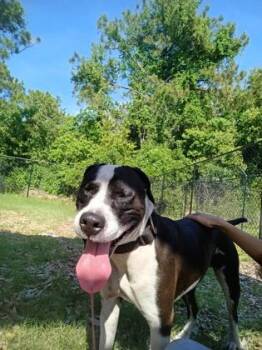 Mixed Breed Dogs Available for Adoption in Palm Coast, Florida - Denzel Washington | PetCurious