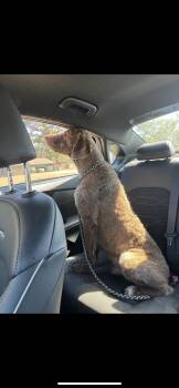 Labradoodle Dogs Available for Adoption - Kaine | PetCurious