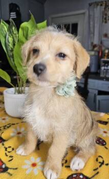 Lady -  Terrier Dog for Adoption - Lady | PetCurious