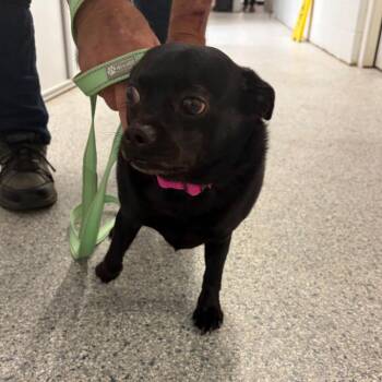 Miko -  Mixed Breed Dog for Adoption in Mentor, Ohio - Miko | PetCurious