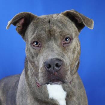Rescue Pit Bull Terrier Dogs for Adoption in Tupelo, Mississippi - Kaden - 070804T | PetCurious