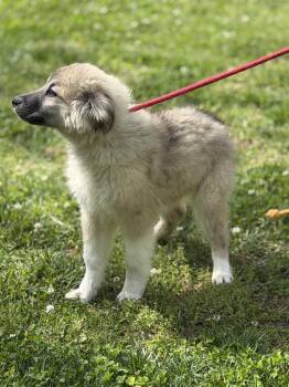 Great Pyrenees and German Shepherd Dog Dogs Available for Adoption in Locust Fork, Alabama - HART | PetCurious
