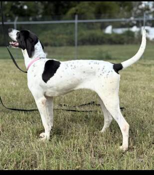 Angel -  Pointer Dog for Adoption - Angel | PetCurious
