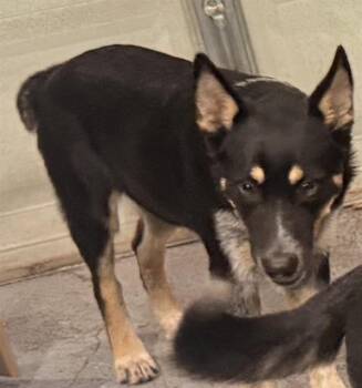 EMILY -  Mixed Breed Dog for Adoption in Dallas, Texas - EMILY | PetCurious