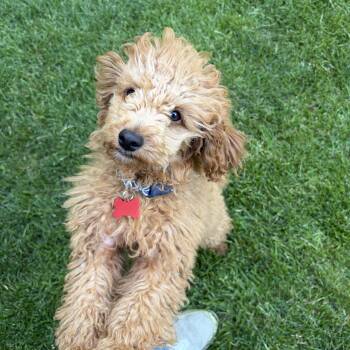 Rudy -  Poodle Dog for Adoption in Shakopee, Minnesota - Rudy | PetCurious