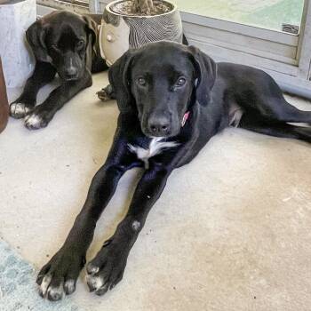 Twizzler -  Great Dane and Mixed Breed Dog for Adoption in Avon, Ohio - Twizzler | PetCurious