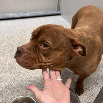 Juliette -  Pit Bull Terrier and Mixed Breed Dog for Adoption in Murray, Utah - Juliette | PetCurious