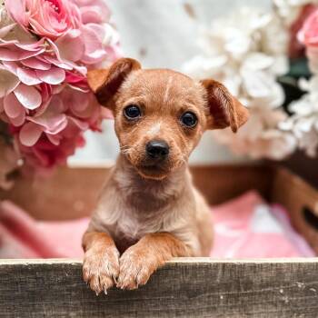 Nugget -  Chihuahua Dog for Adoption in Newberg, Oregon - Nugget | PetCurious