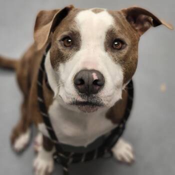 Mixed Breed Dogs Available for Adoption in Sarasota, Florida - Thelma | PetCurious