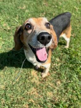 Hoagie -  Beagle and Mixed Breed Dog for Adoption in Sevierville, Tennessee - Hoagie | PetCurious