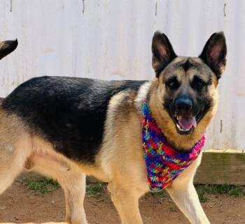 Capt $50 -  German Shepherd Dog and Mixed Breed Dog for Adoption in Seneca, South Carolina - Capt $50 | PetCurious