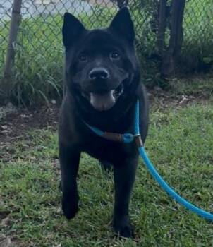 Chow Chow and Mixed Breed Dogs Available for Adoption in Honolulu, Hawaii - Lucifer | PetCurious