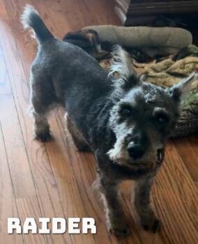 Raider -  Schnauzer Dog for Adoption in Dyersburg, Tennessee - Raider | PetCurious