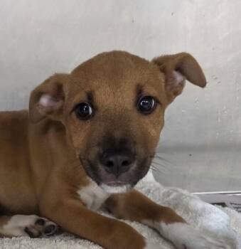 Baby Mars -  Boxer and Hound Dog for Adoption in Washington, District Of Columbia - Baby Mars | PetCurious