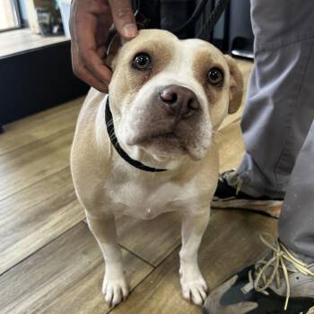 AHNJ-Stray-123712 -  Pit Bull Terrier Dog for Adoption in Newark, New Jersey - AHNJ-Stray-123712 | PetCurious